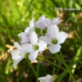 Cuckoo flower (Cardamine pratensis) Kenneth Noble